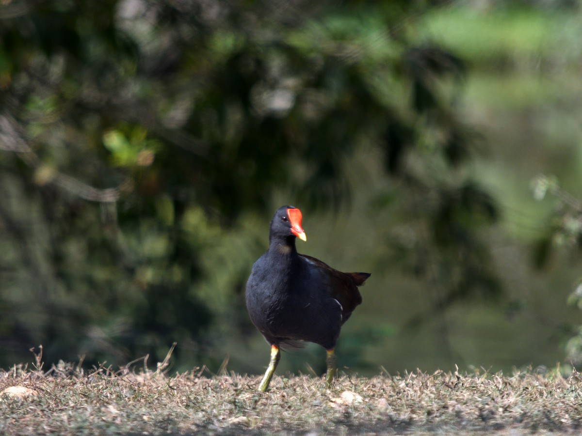 Курочка латиноамериканська - ML644679322