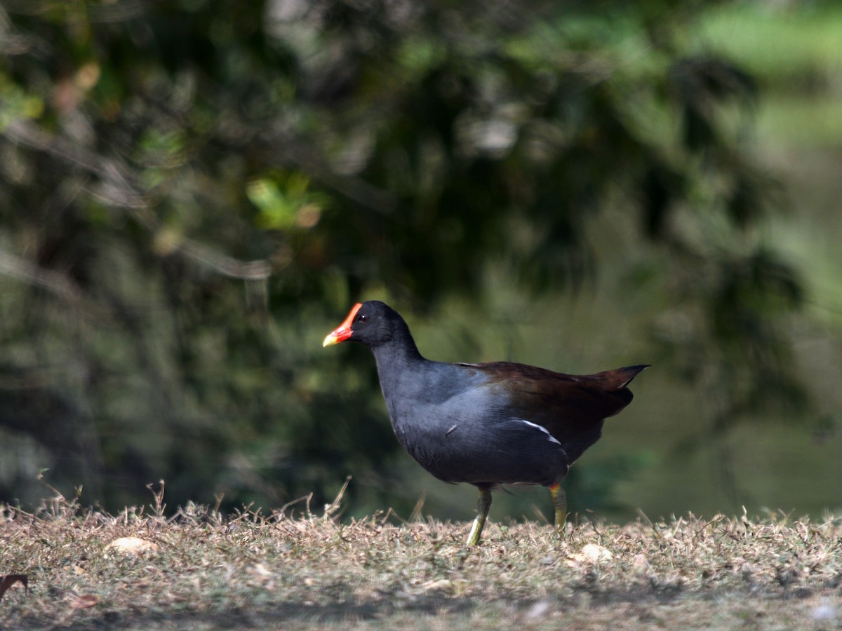 Курочка латиноамериканська - ML644679323