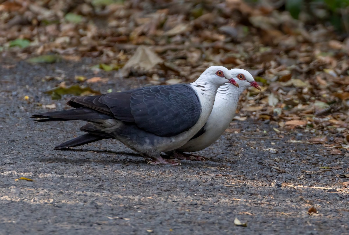 White-headed Pigeon - ML644679324