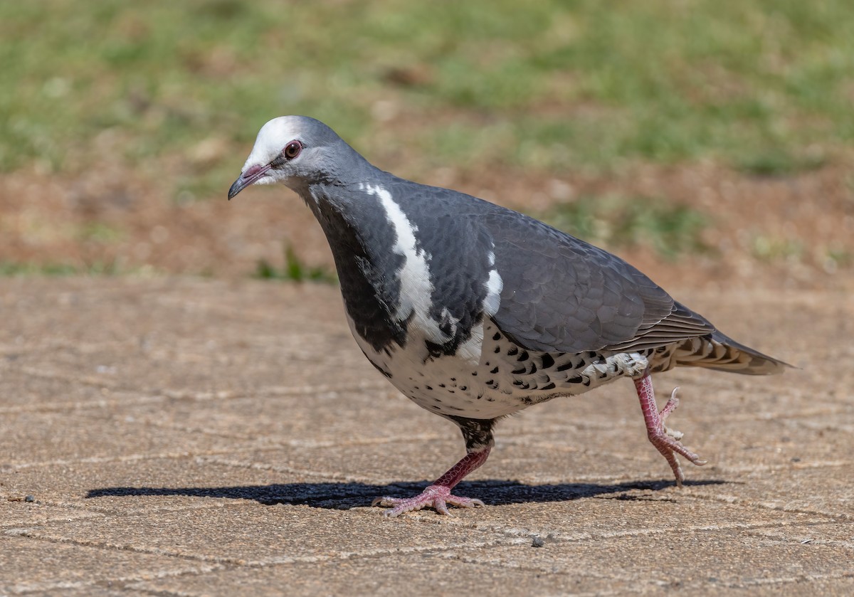 Wonga Kumrusu - ML644679330