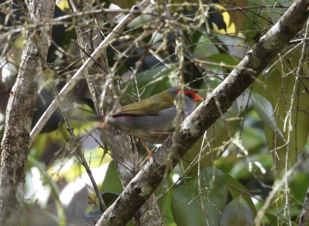 Red-browed Firetail - ML644679331