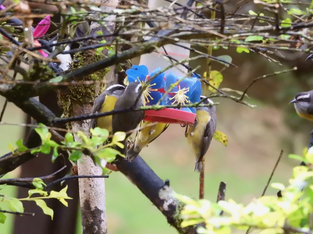 Bananaquit - ML644679333