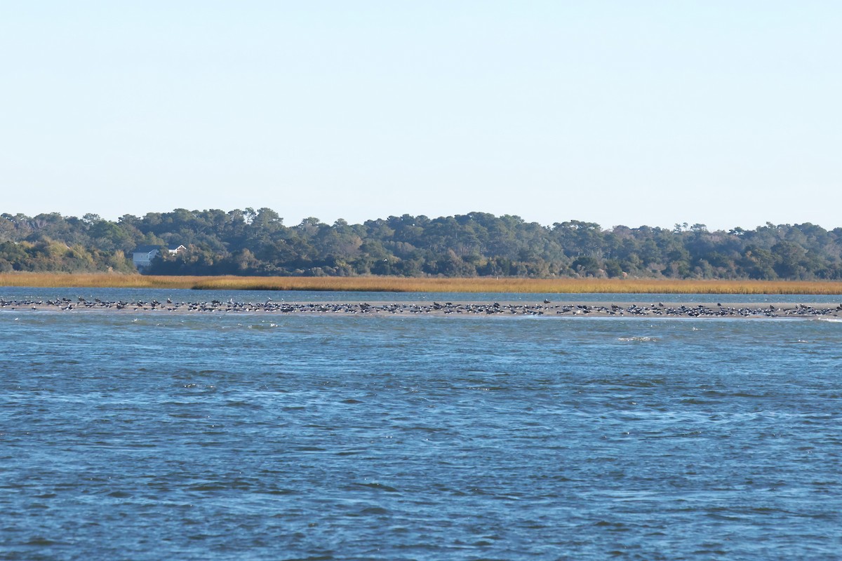 tanımsız Larinae sp. - ML644679345