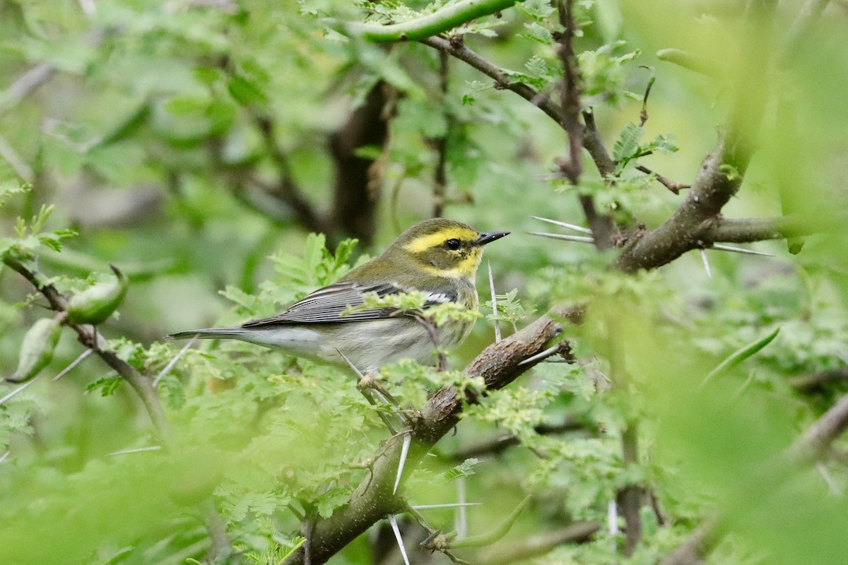 Townsend's Warbler - ML644679350