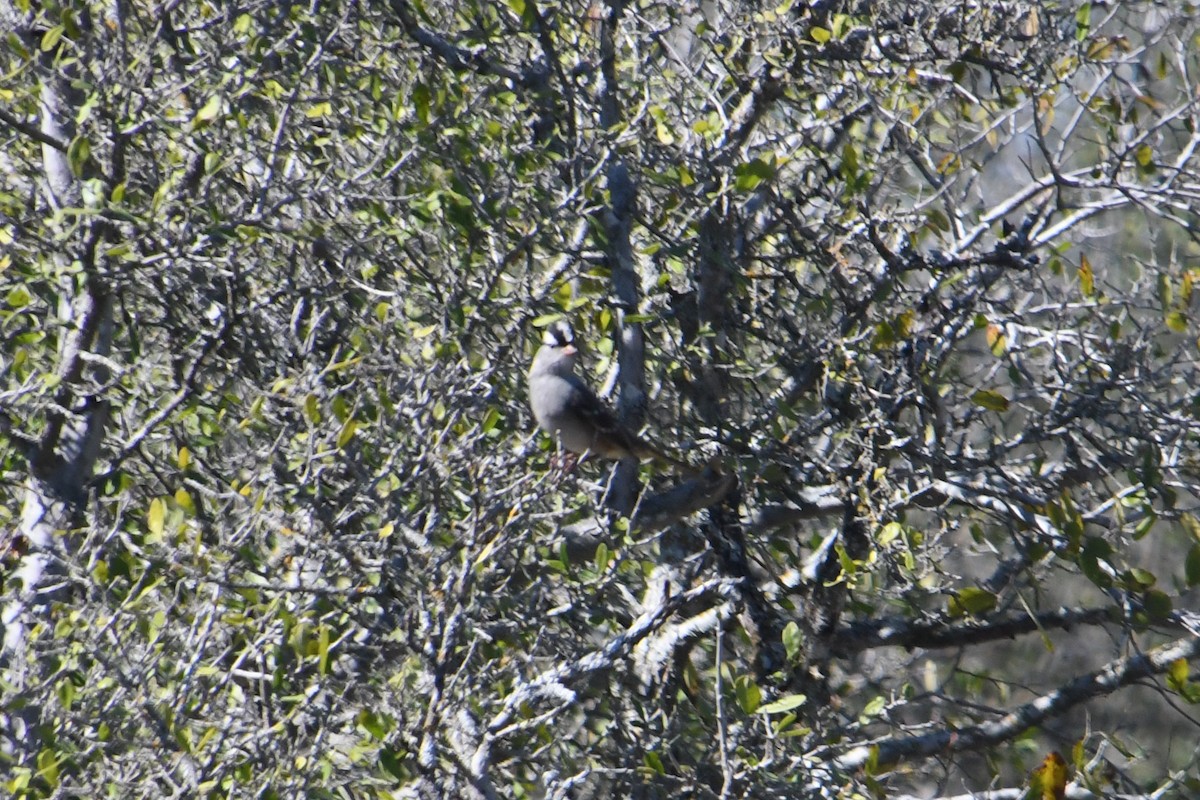 White-crowned Sparrow - ML644679351