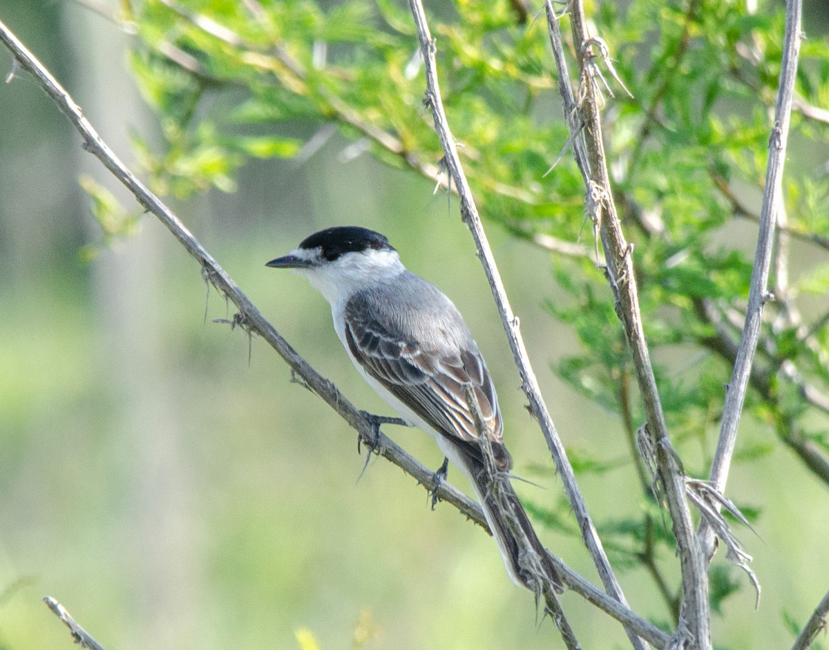 White-naped Xenopsaris - ML644679353