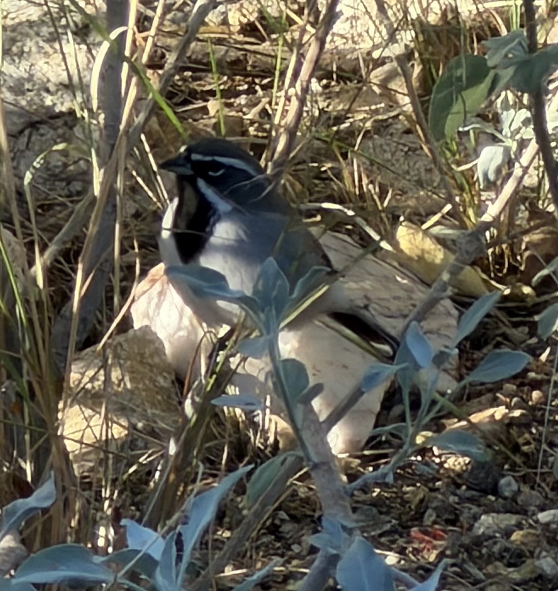 Black-throated Sparrow - ML644679360