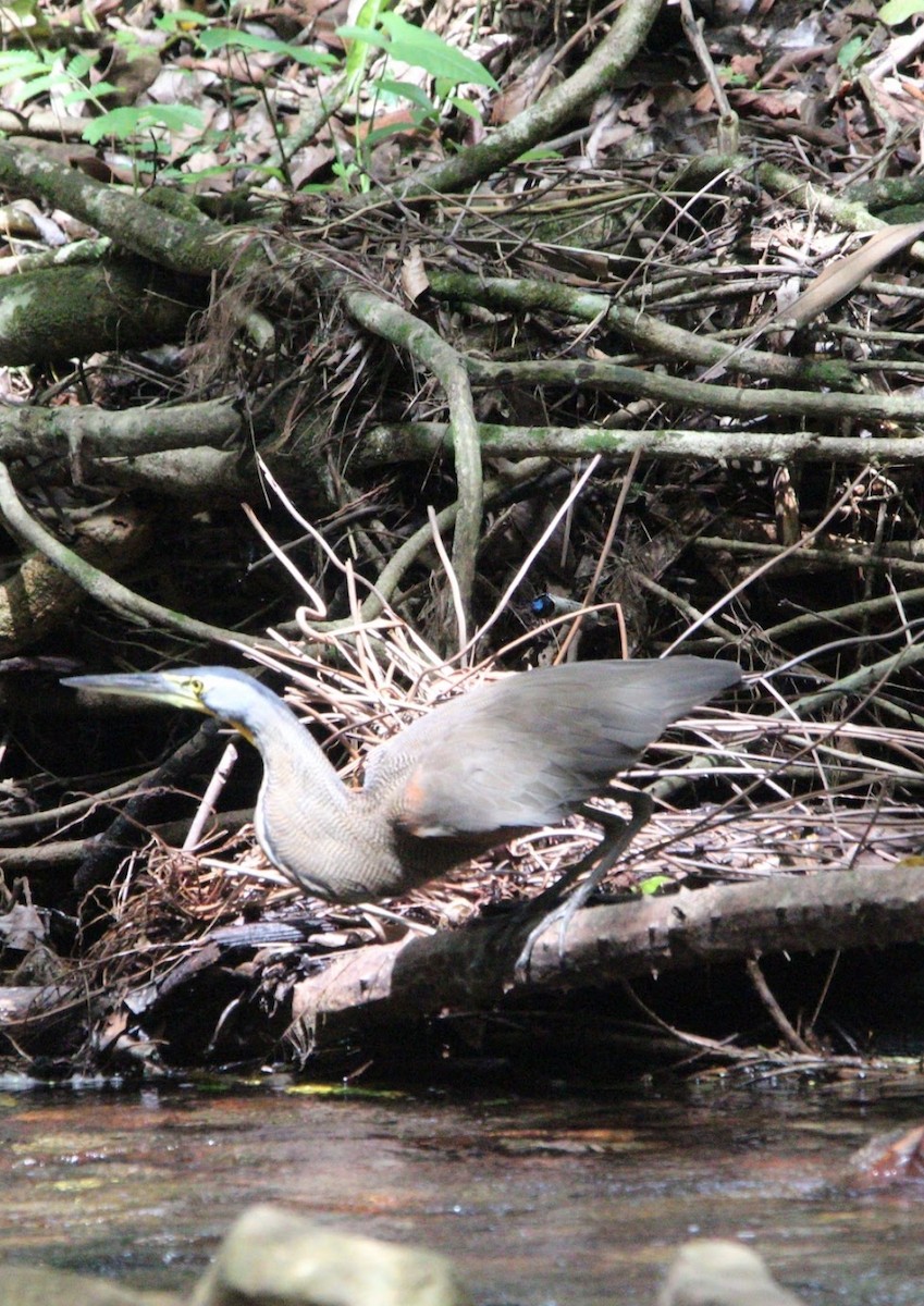 Bare-throated Tiger-Heron - ML644679362