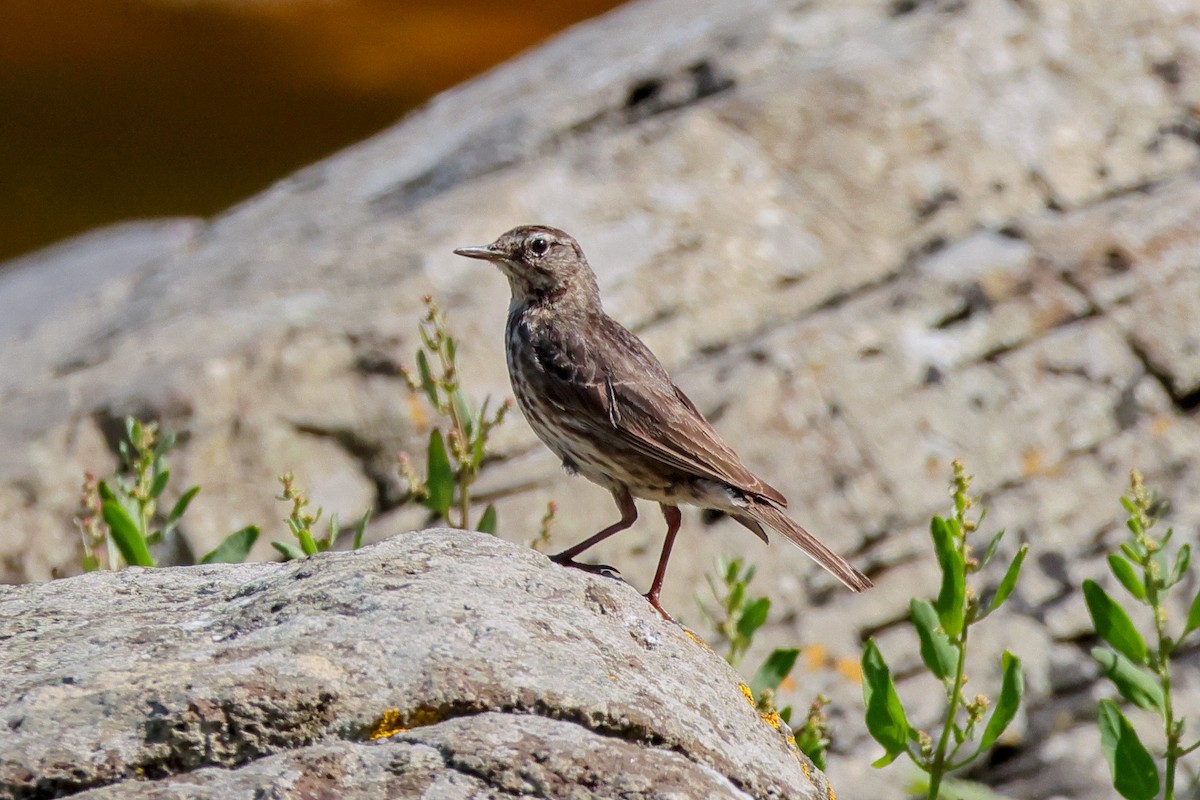 Pipit maritime - ML644679363