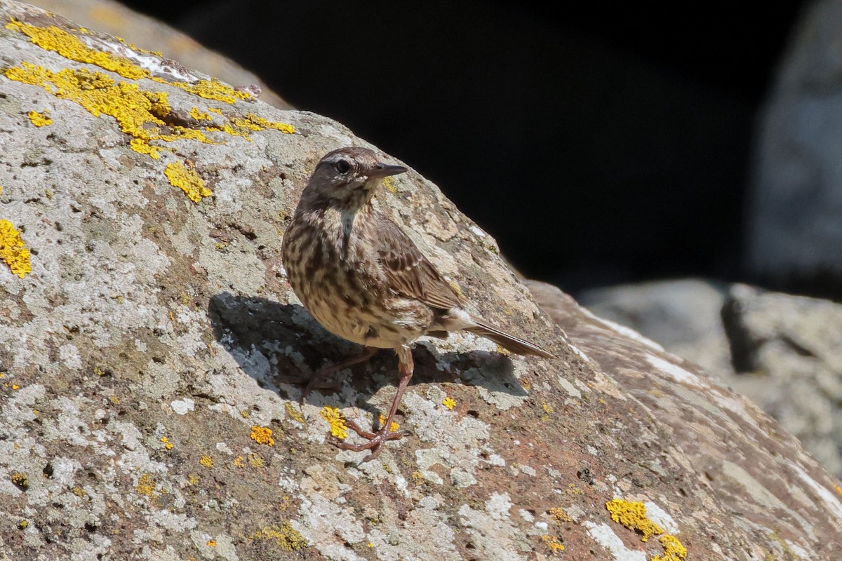 Pipit maritime - ML644679365