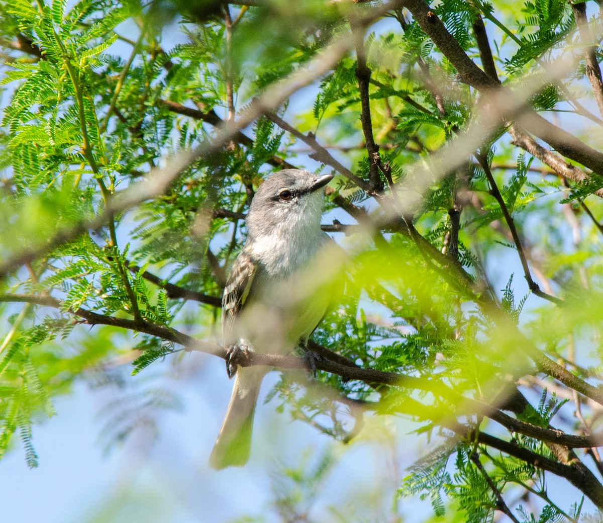 Suiriri Flycatcher - ML644679366