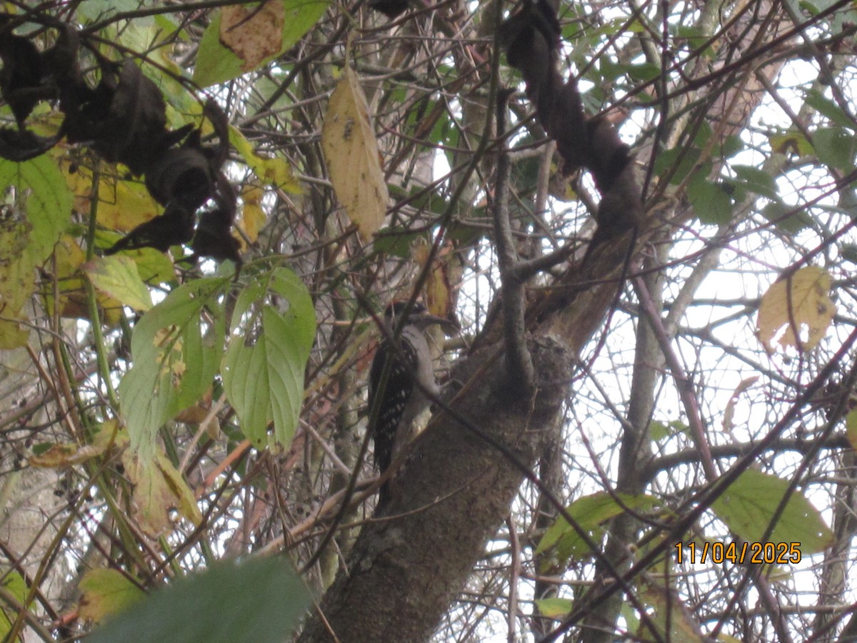Hairy Woodpecker - ML644679370