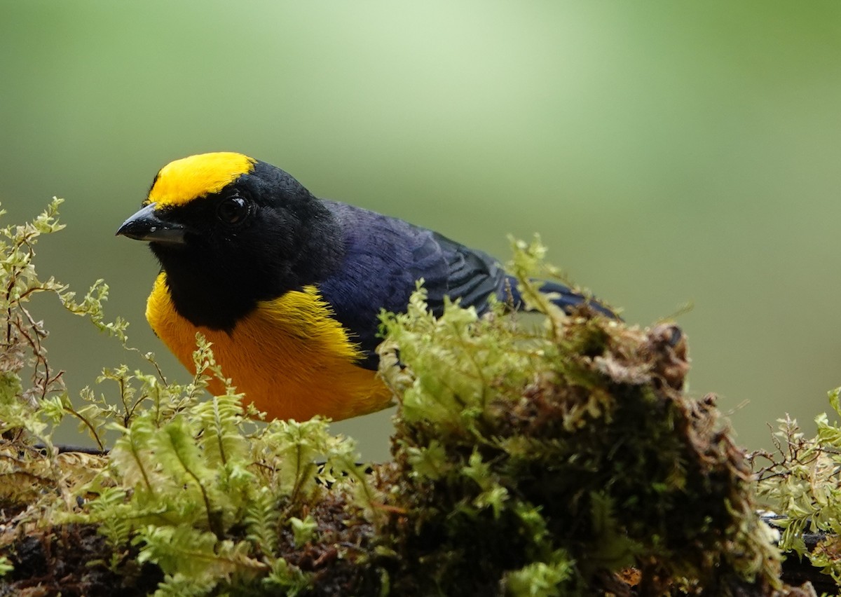 Orange-crowned Euphonia - ML644679371