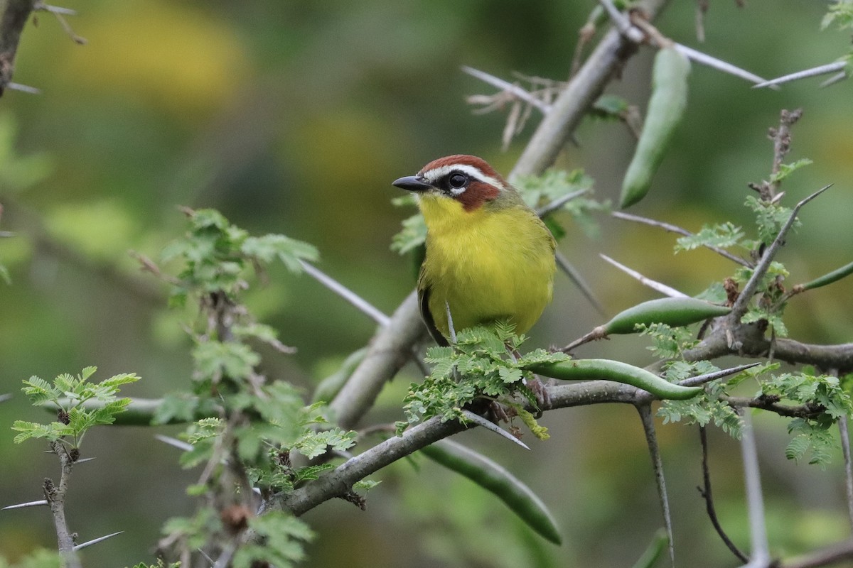 Chestnut-capped Warbler - ML644679372