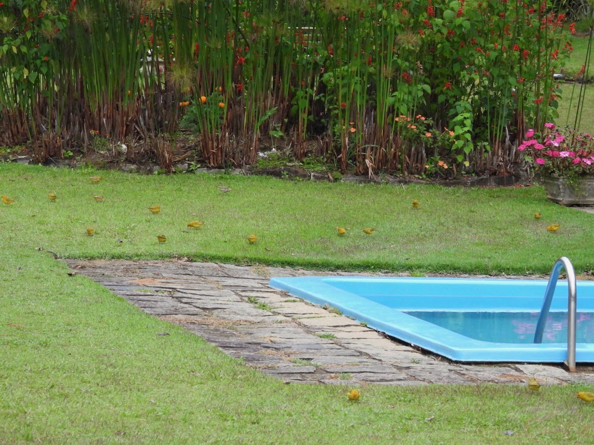 橙黃雀鵐 - ML644679374