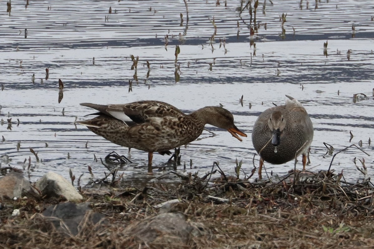 赤膀鴨 - ML644679375