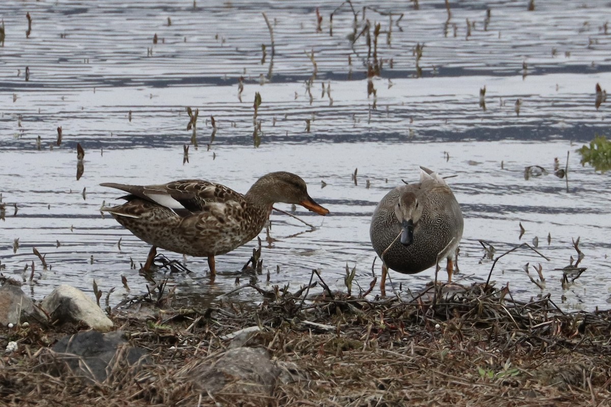 赤膀鴨 - ML644679376