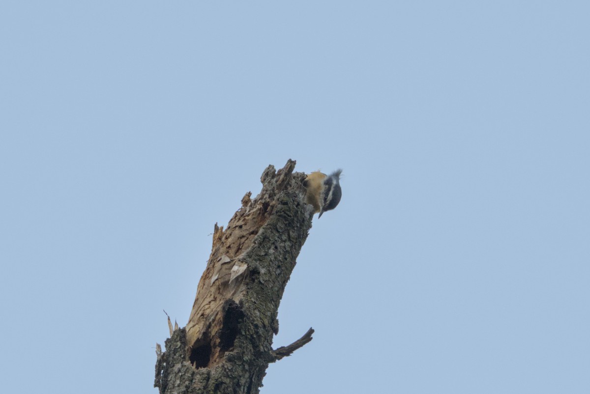 Red-breasted Nuthatch - ML644679377