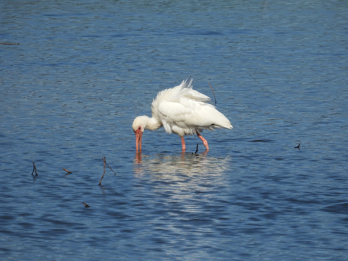 White Ibis - ML644679378