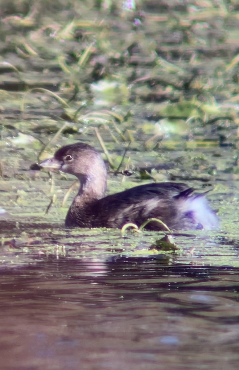 Pied-billed Grebe - ML644679379