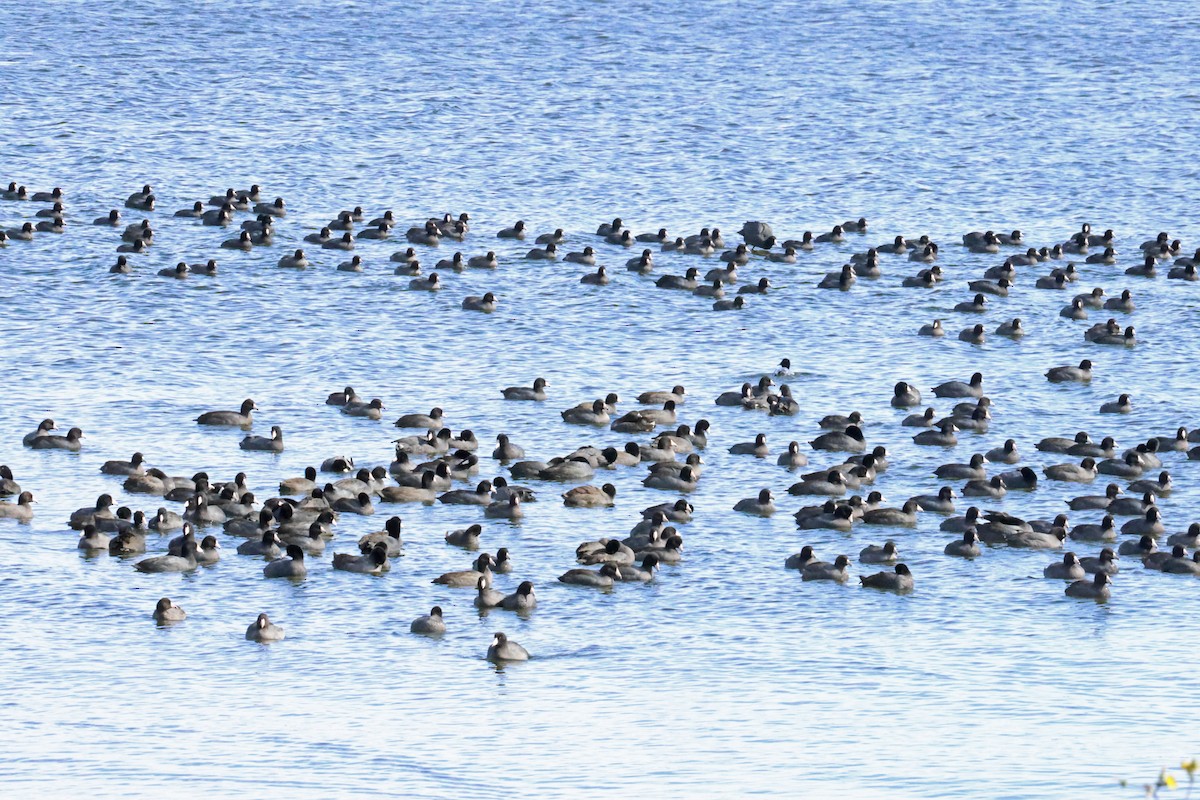 American Coot - ML644679380
