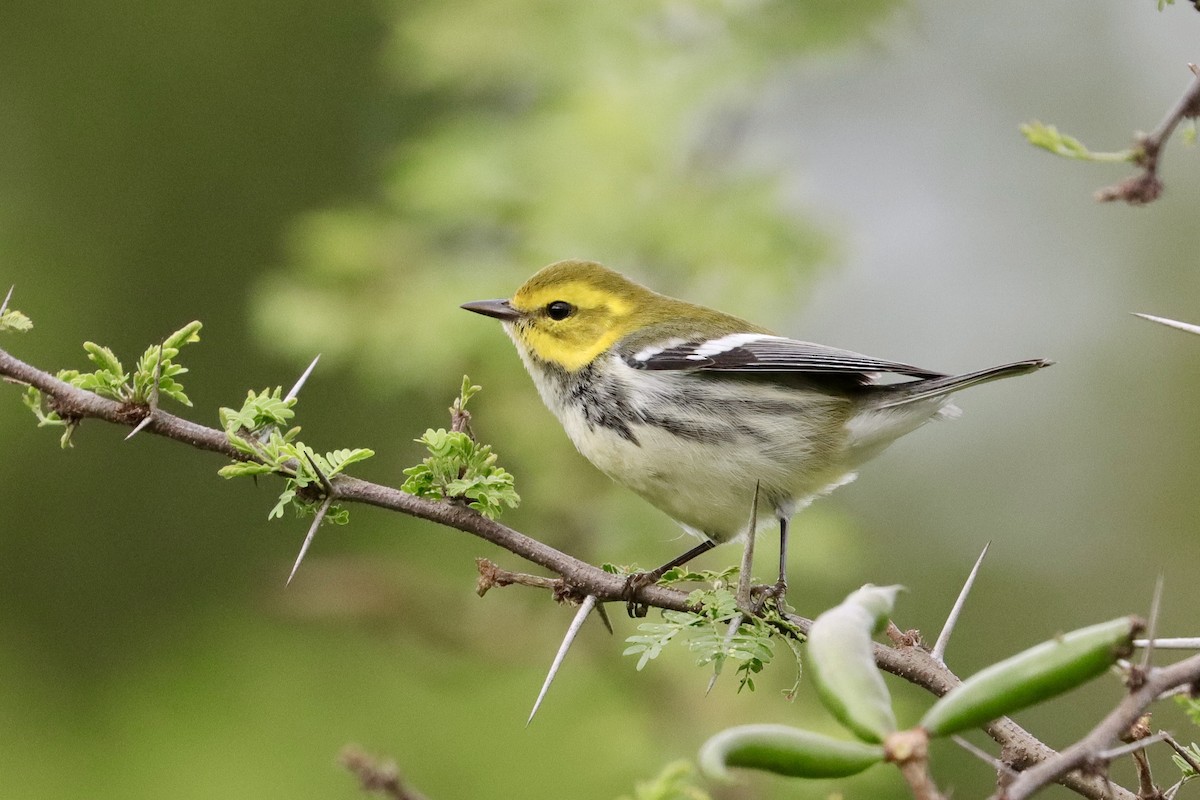 Black-throated Green Warbler - ML644679381