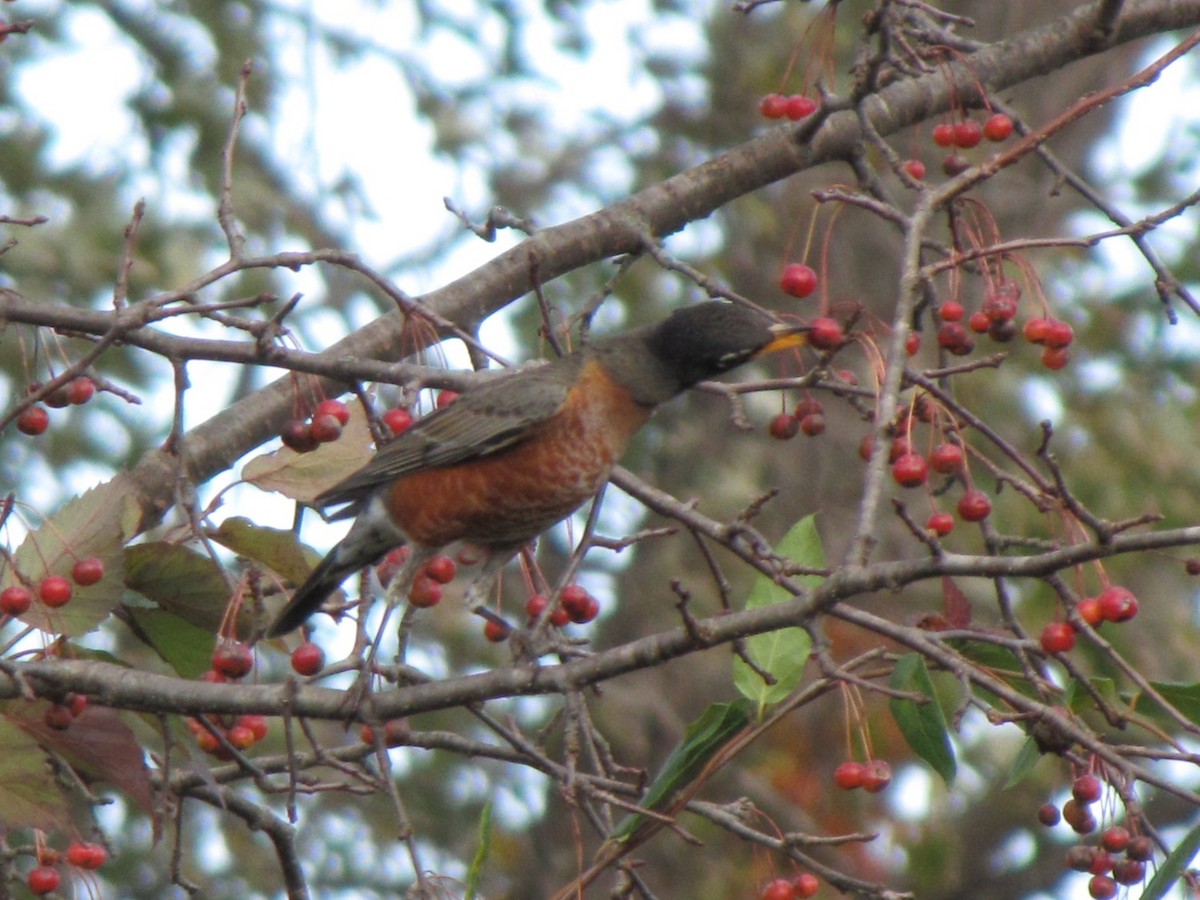 American Robin - ML644679383