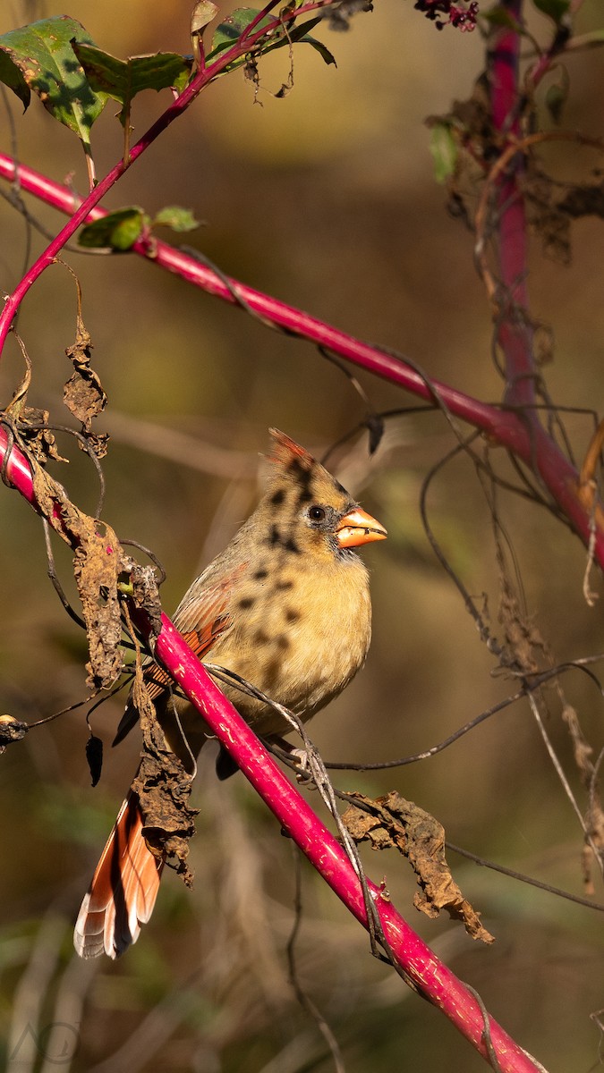 Northern Cardinal - ML644679384