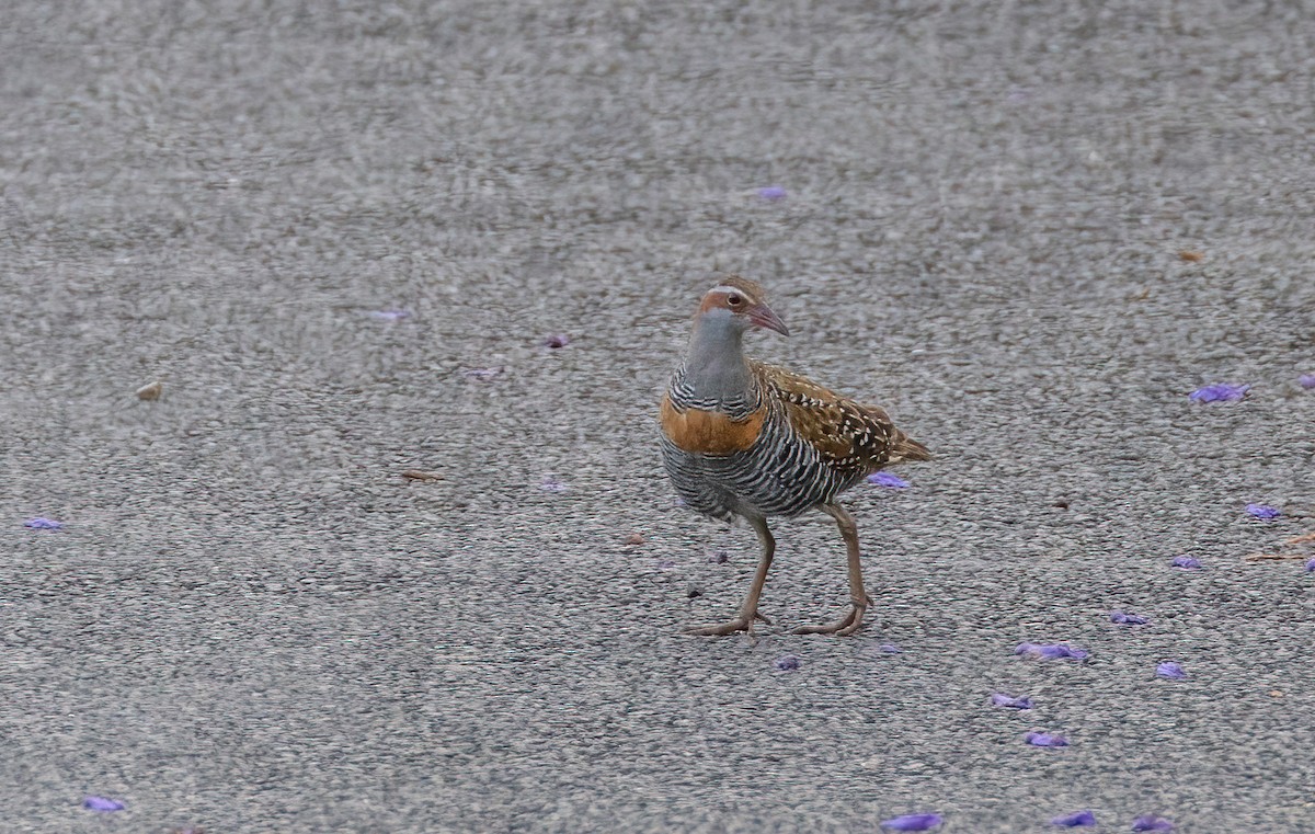 Buff-banded Rail - ML644679385