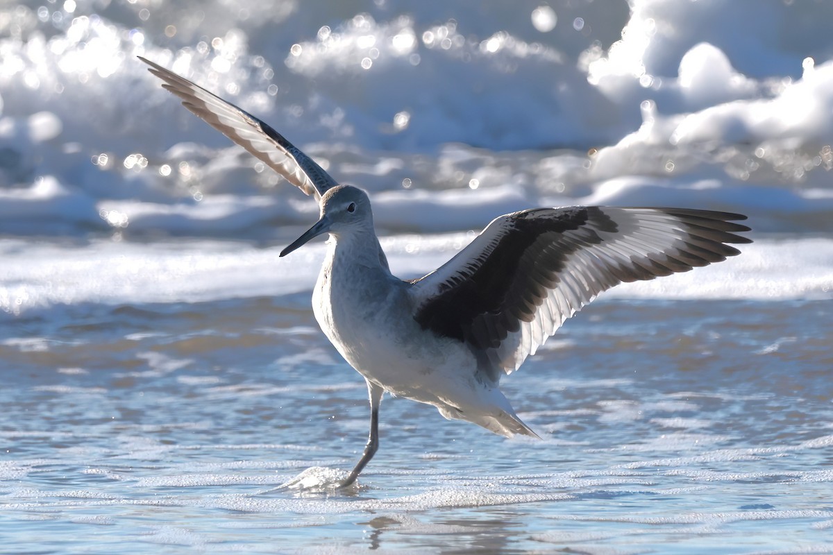 Willet - ML644679386