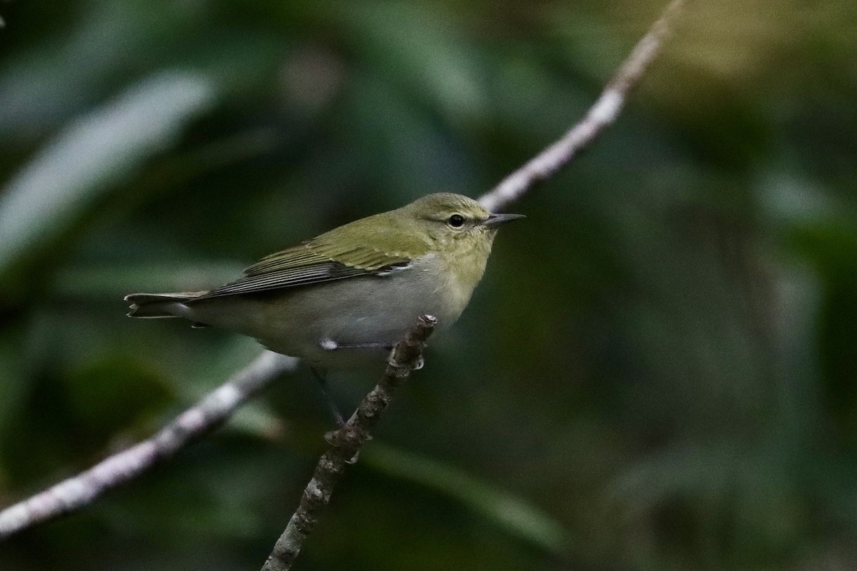 Tennessee Warbler - ML644679387