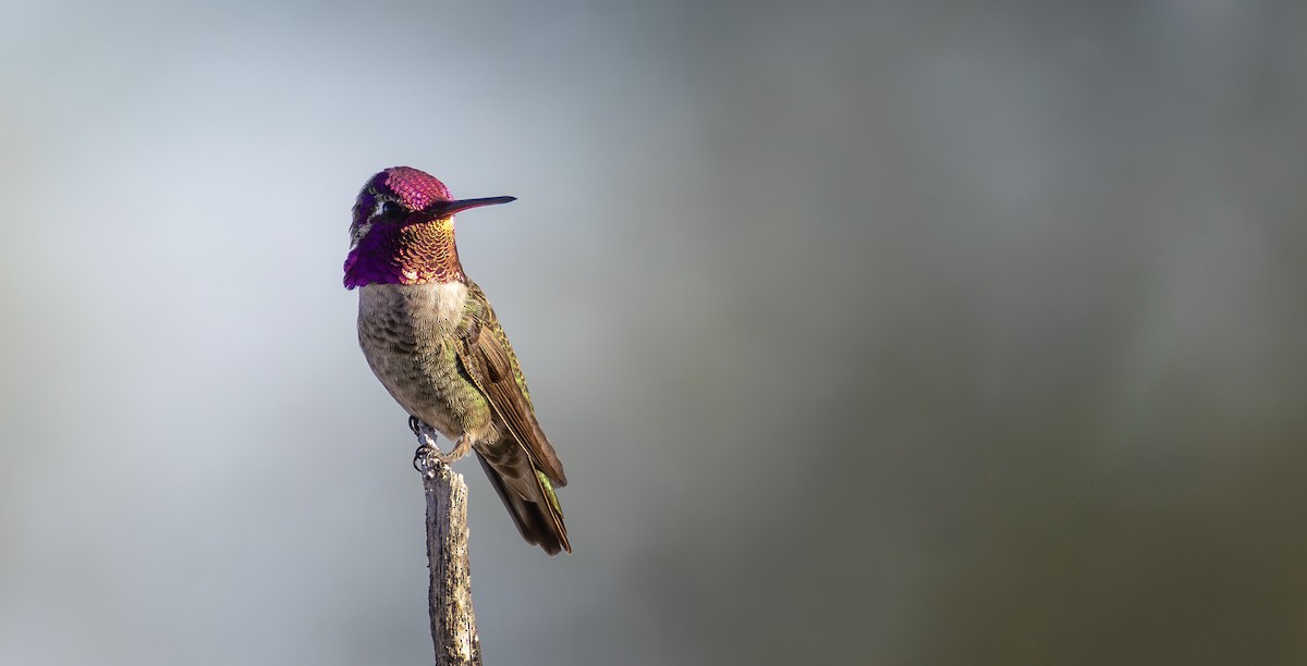 Anna's Hummingbird - ML644679388