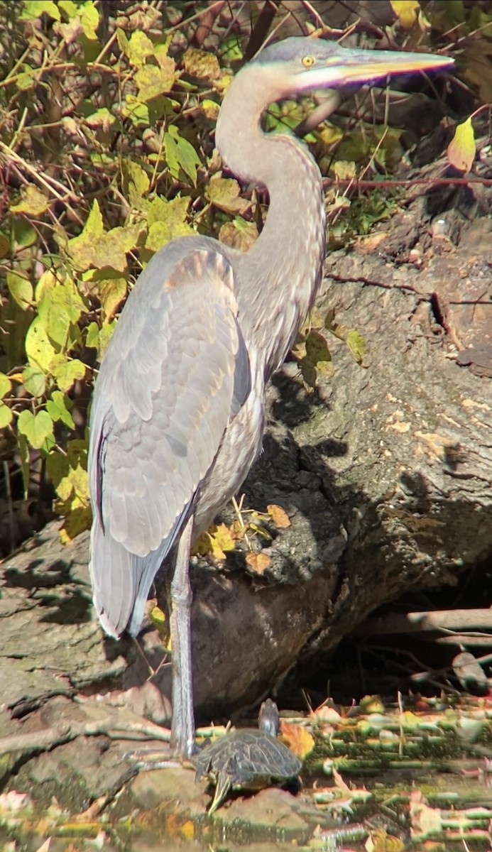Great Blue Heron - ML644679389
