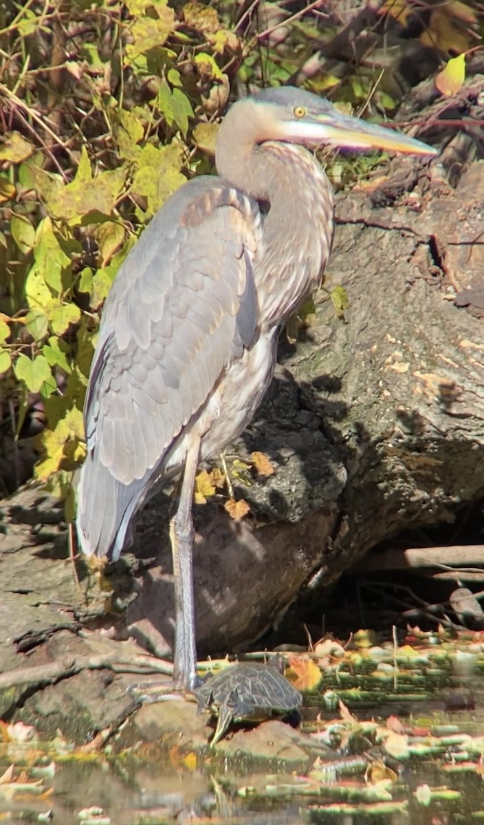 Great Blue Heron - ML644679390