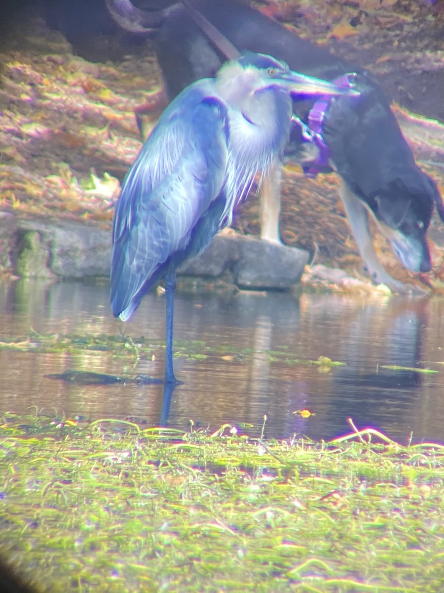 Great Blue Heron - ML644679391