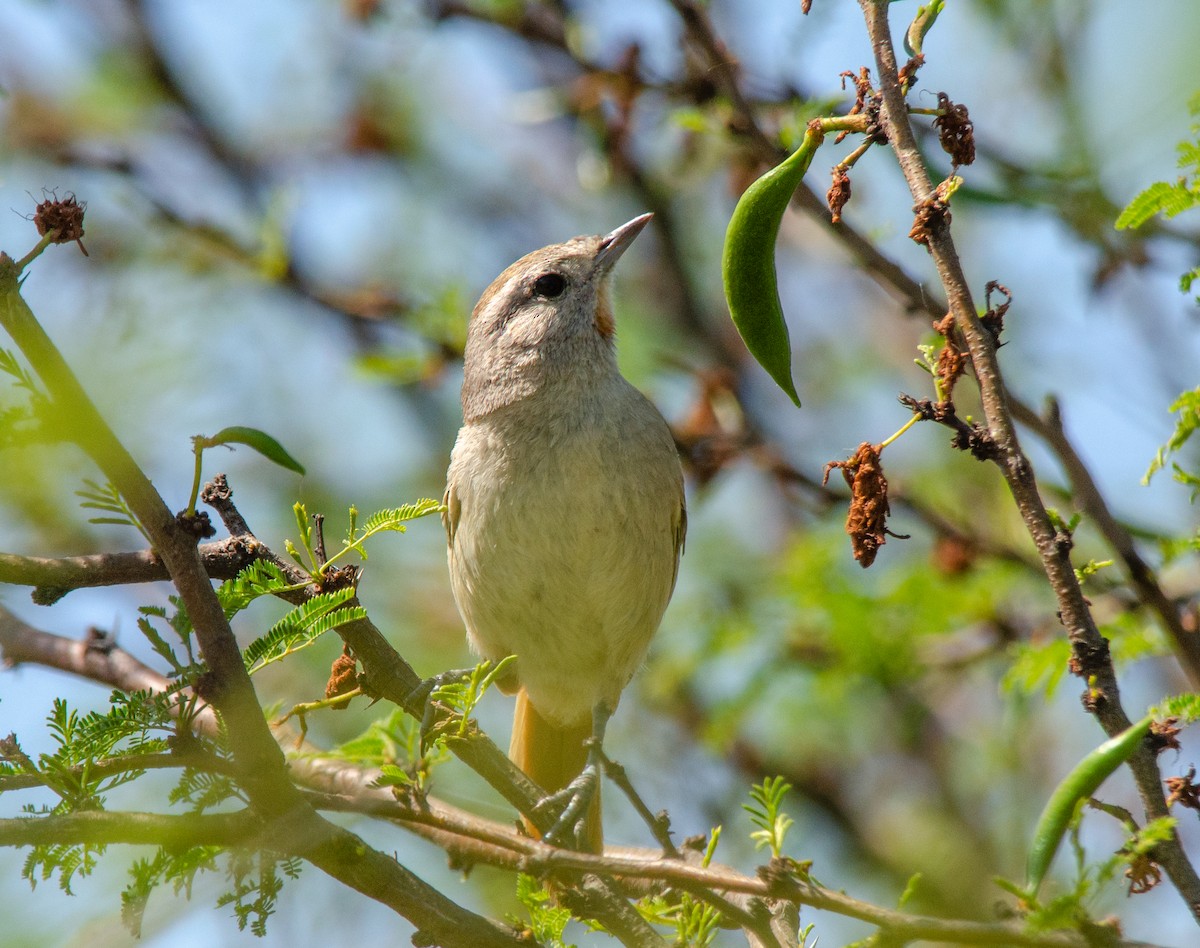 Short-billed Canastero - ML644679392