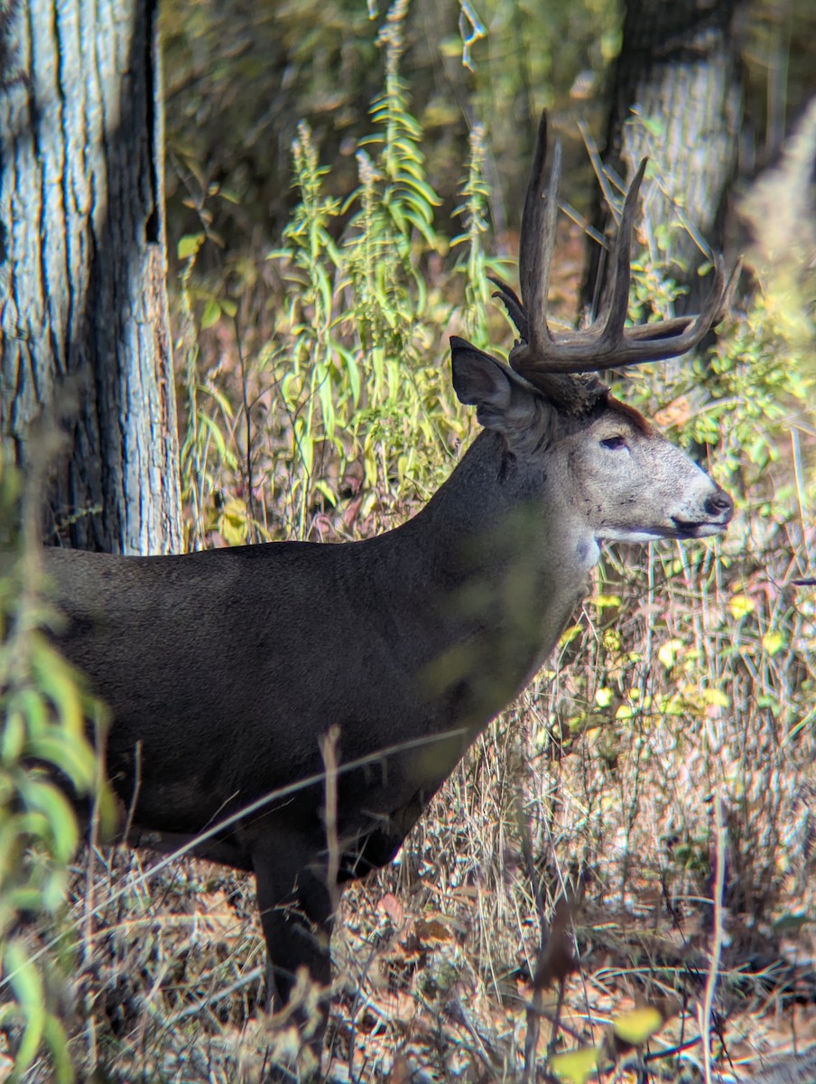 White-tailed Deer - ML644679394