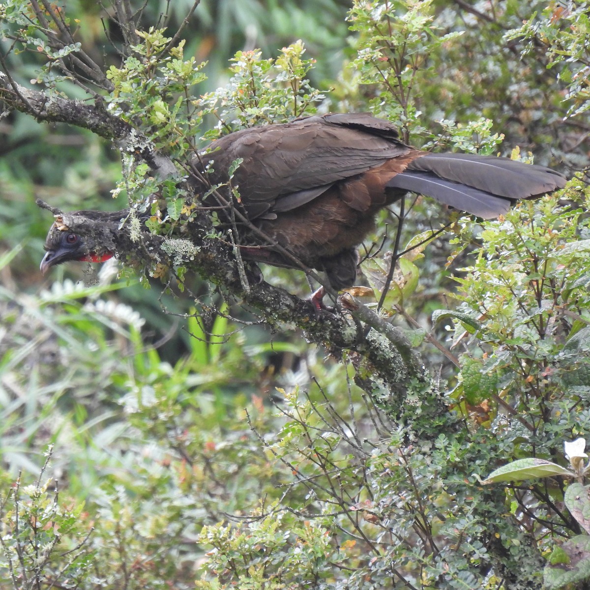 Andean Guan - ML644679395