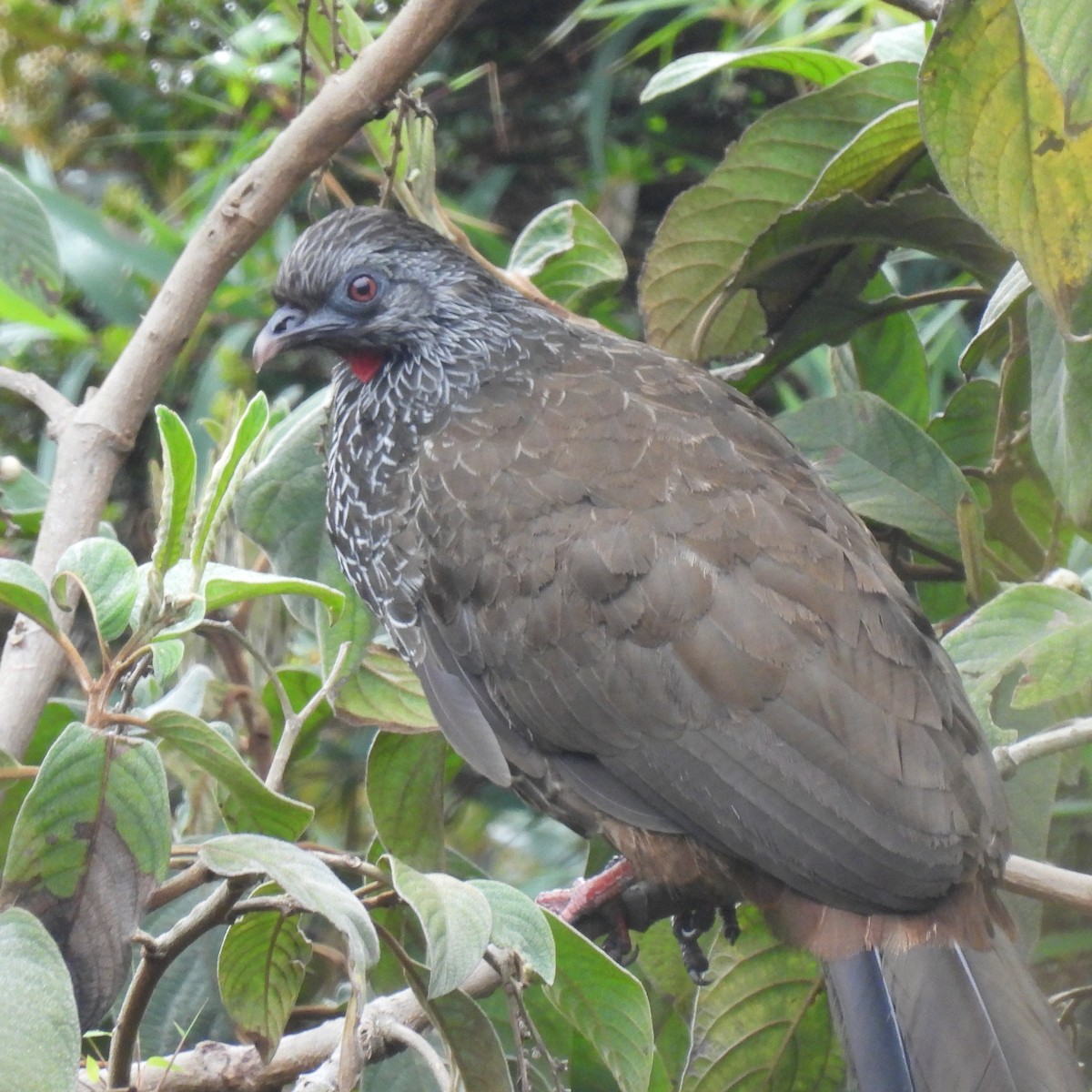 Andean Guan - ML644679396