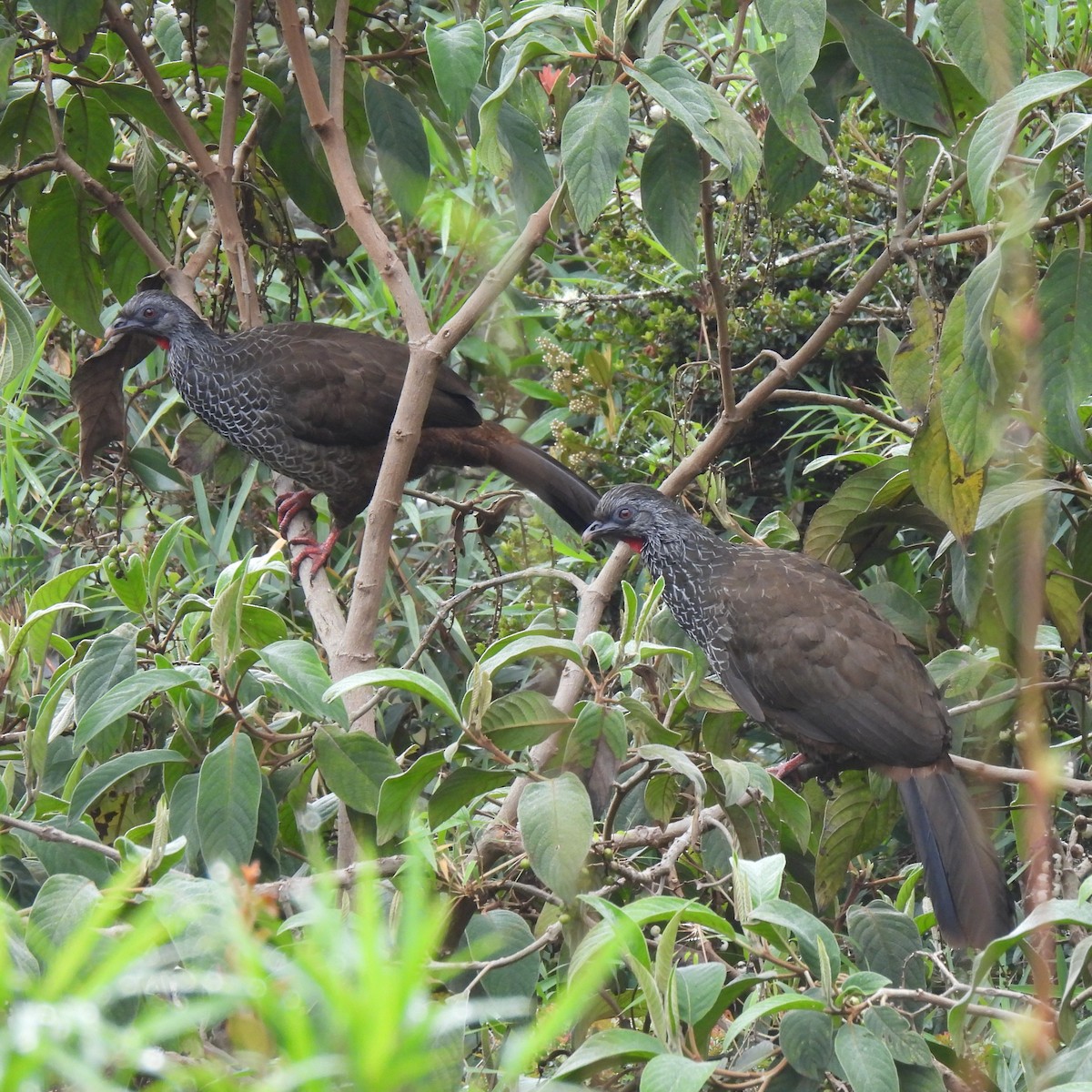 Andean Guan - ML644679397