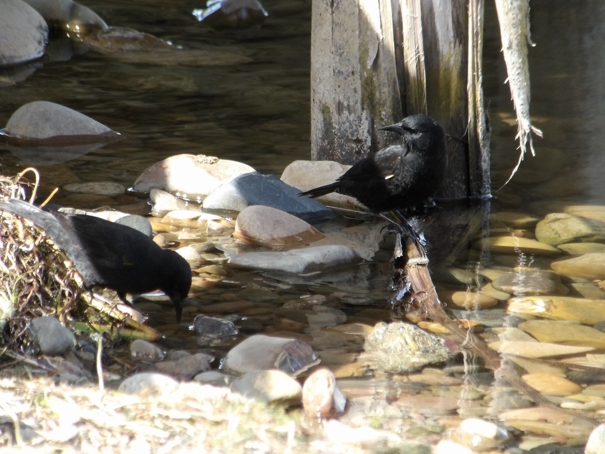 Yellow-winged Blackbird - ML644679398
