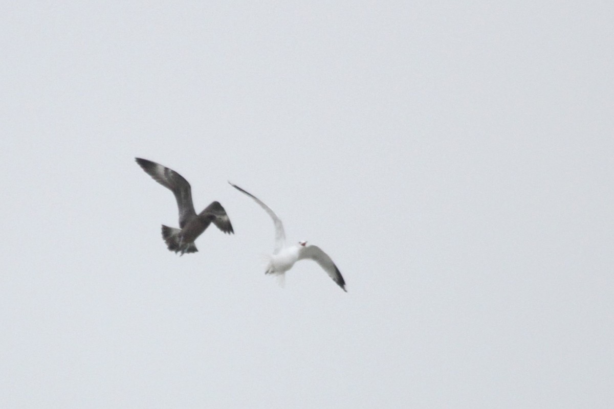 polarjo - ML644679407