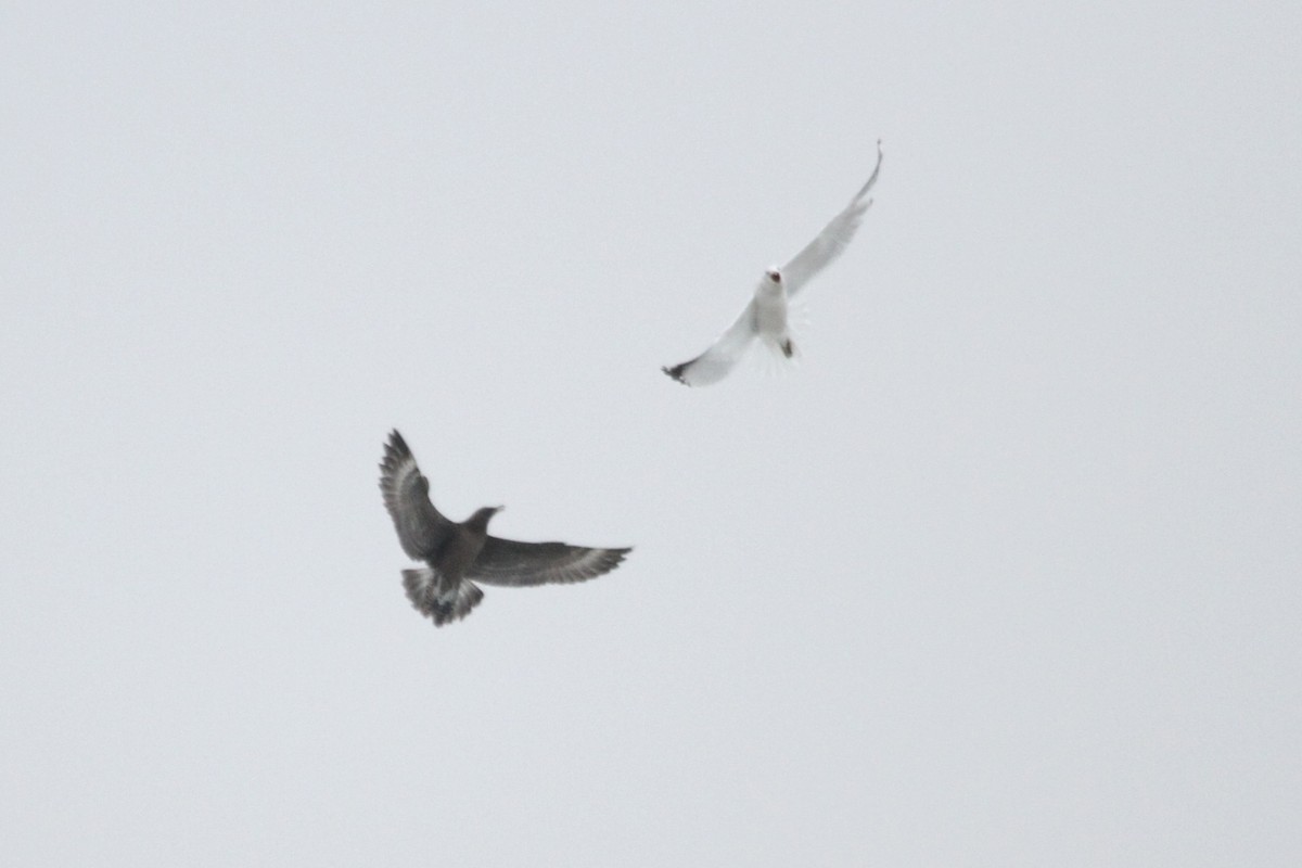 中賊鷗 - ML644679409