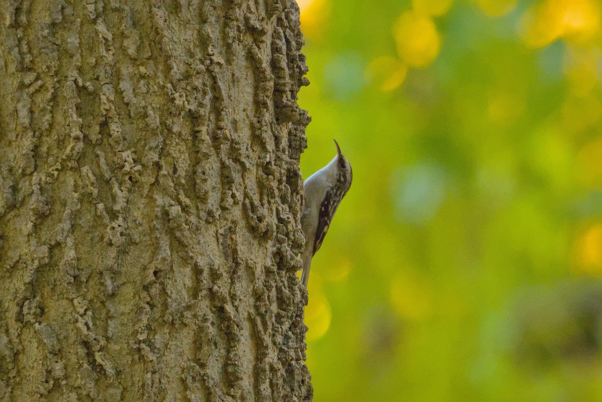 Brown Creeper - ML644679411
