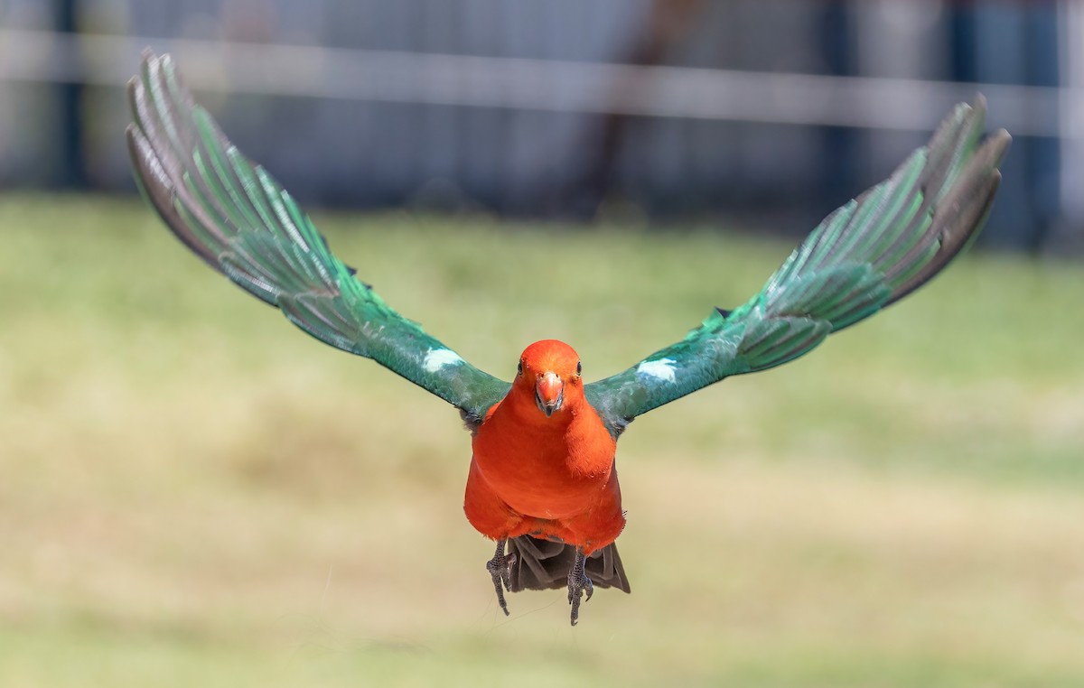 Perruche royale - ML644679414