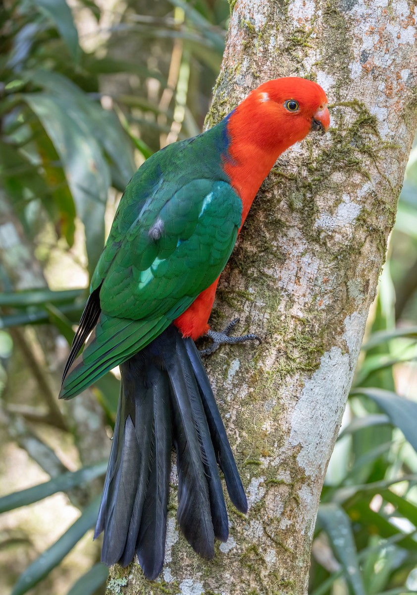 Perruche royale - ML644679415