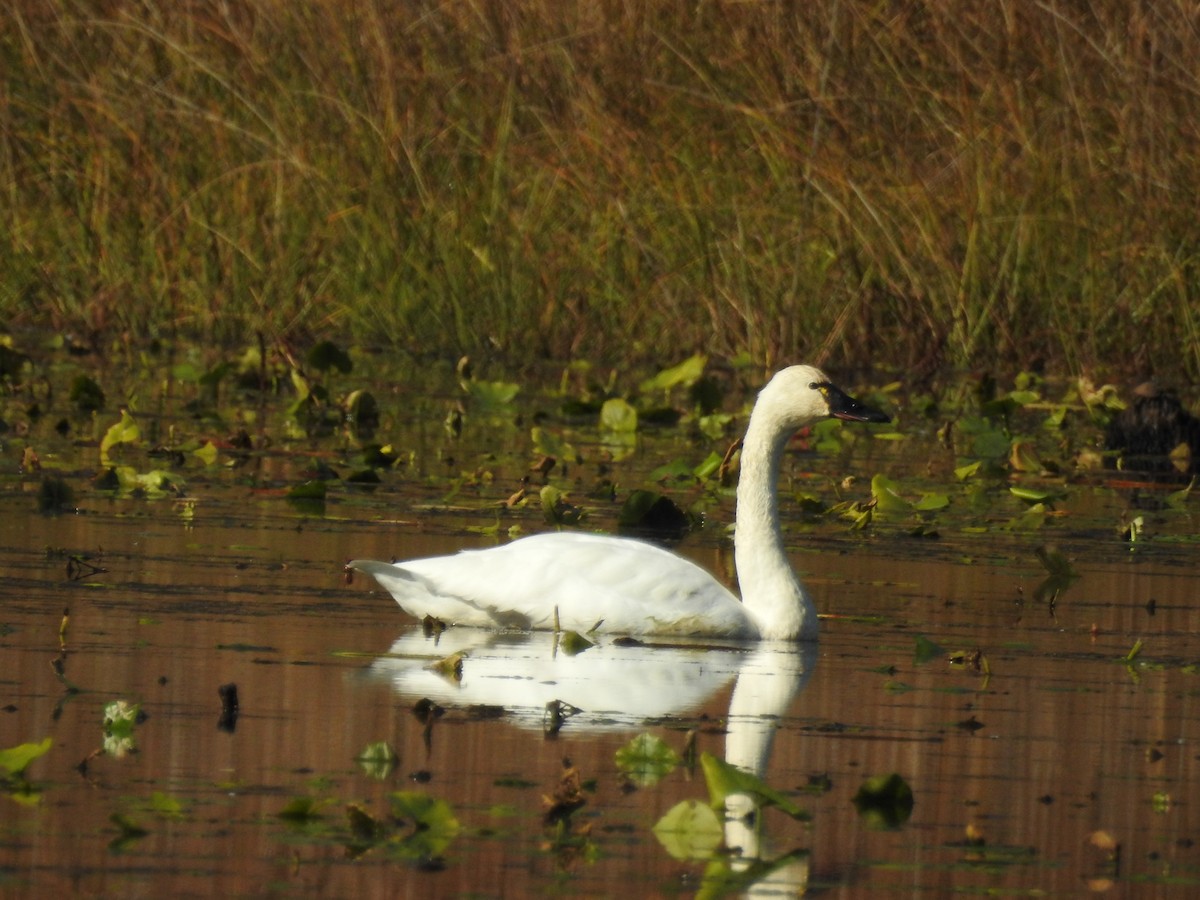 Американский лебедь - ML644679420