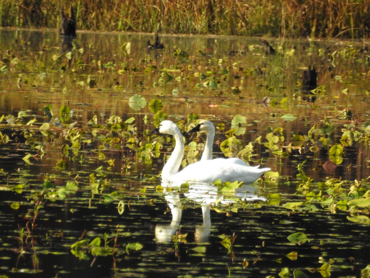 Американский лебедь - ML644679421