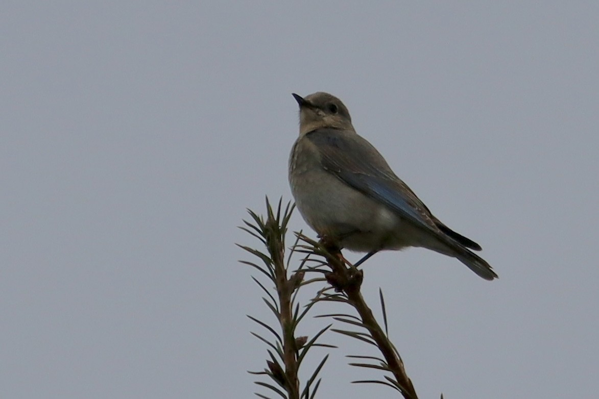 Mountain Bluebird - ML644679423