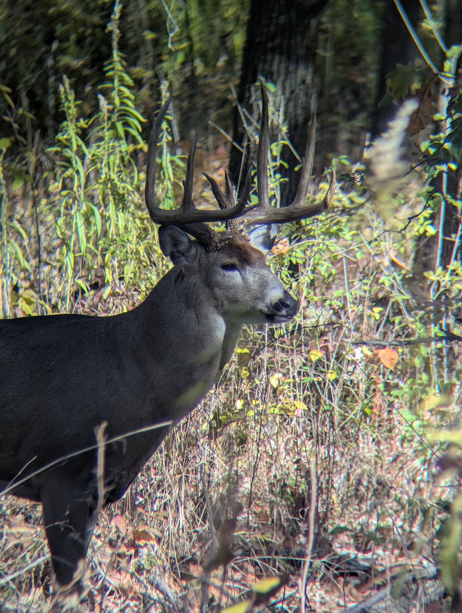 White-tailed Deer - ML644679426